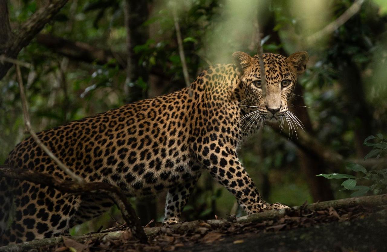 Hotel Makini Bush Camp, Yala Esterno foto