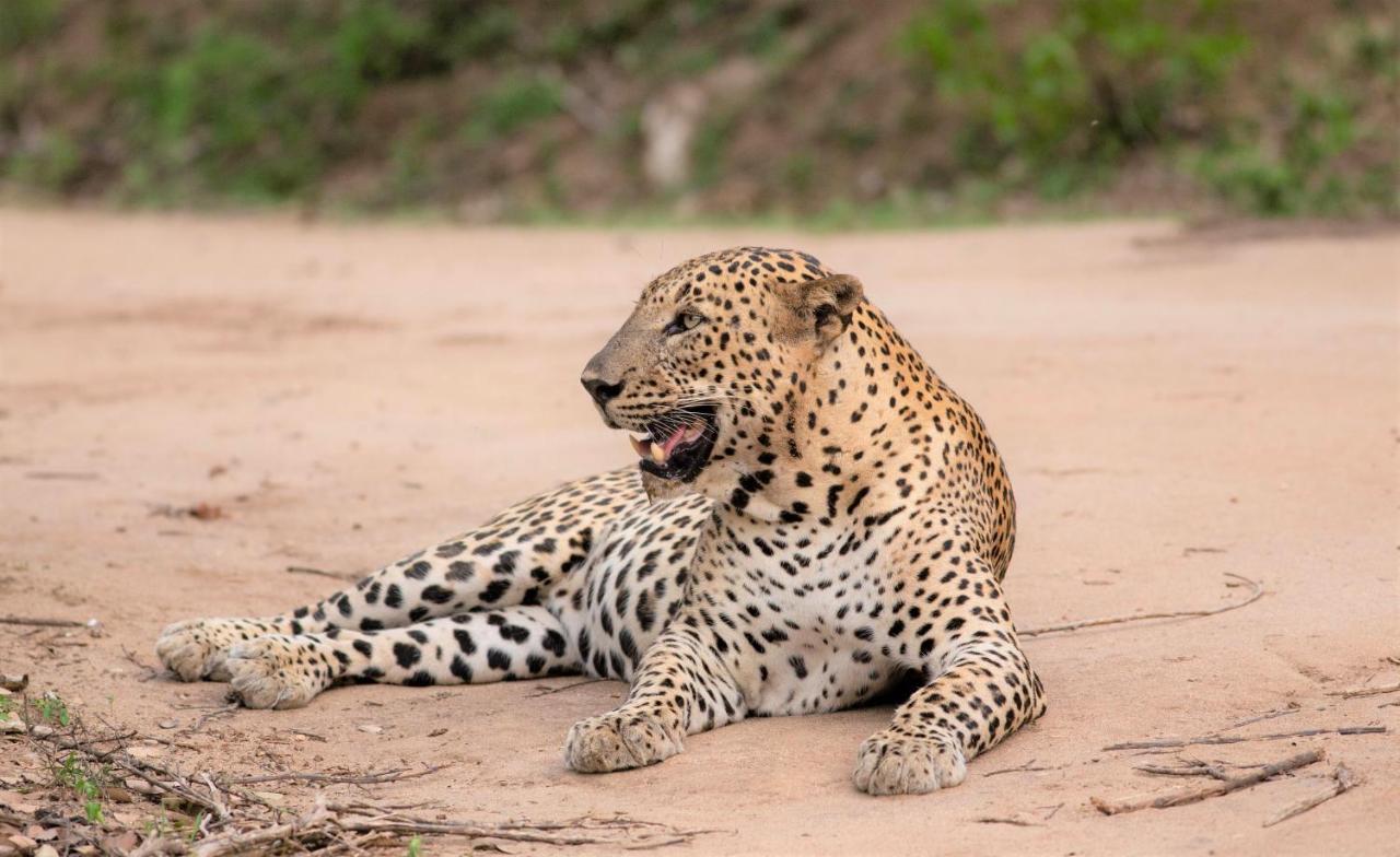 Hotel Makini Bush Camp, Yala Esterno foto